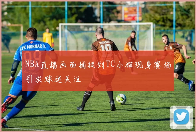 NBA直播画面捕捉到TC小猫现身赛场引发球迷关注
